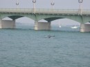 Dolphins feeding near our boat.