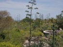 A century plant bloom on Indian Key