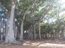 Huge banyan tree in Edison