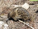 Echidna at Great Keppel Island (rare pic)
