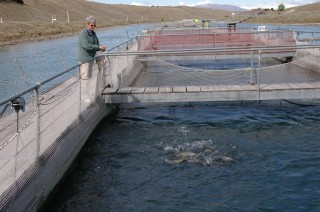 Salmon Farm, South Island, NZ.  This farm is located in the hydroelectric canal which flows between Lake Tekapo and Lake Putaki.  It produces 110-120 tonnes of salmon/year.
