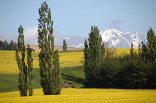 Canola fields. West of Christchurch. South Island, NZ.  We buttonholed an agri guy and asked him what this stuff was.  Canola is a new thing in NZ and the government is pushing it for biofuel.  