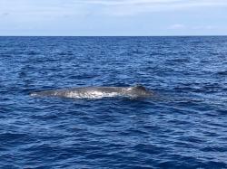 Whale off Mallorca