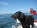 Bella inspecting the Alderney Race