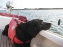 Bella is please to be home in the River Orwell