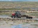 Oyster beds at low tide in St Vaast