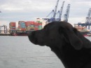 Passing Felixstowe docks. Bella can smell home!