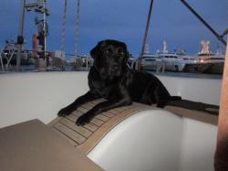 Daisy with super yachts in Cannes