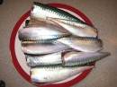 Mackerel cought on the way to Dielette