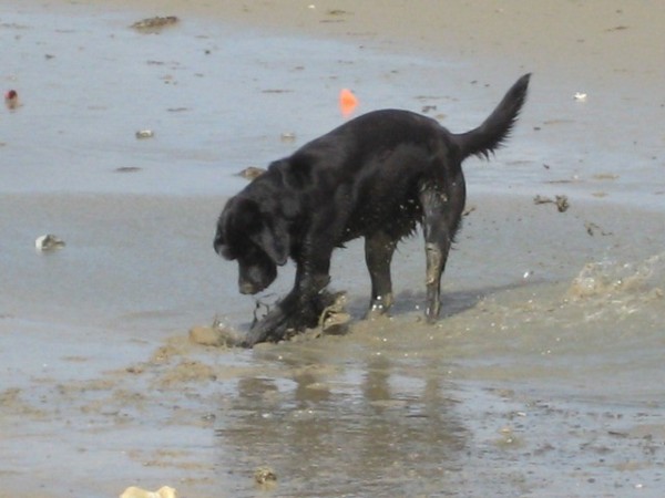 Bella enjoying the beach at Honfleur