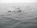 Dolphins on the way to Camaret
