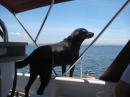 Bella inspecting the anchorage