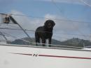Bella wondering why she is not in the dinghy