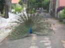 Peacock in Lisbon botanic gardens