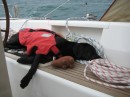 Bella the sea dog - off duty!