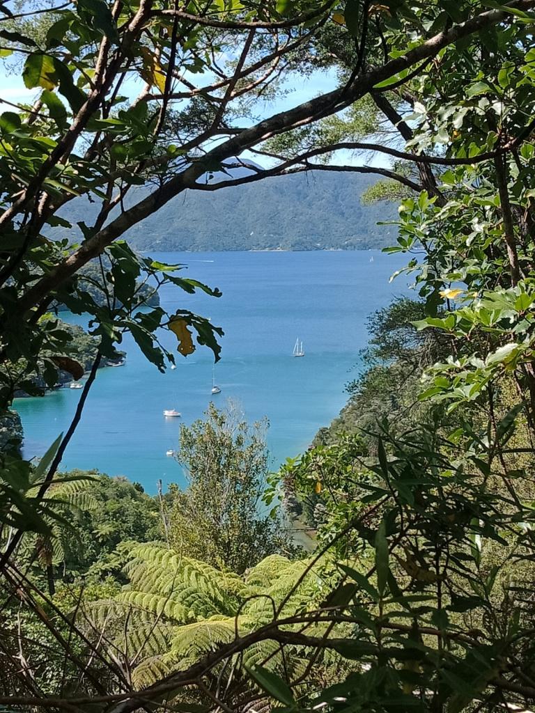 At anchor, Mistletoe Bay: Queen Charlotte Sound. A walk to Lookout Point