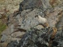 Hoary marmot decided to watch us eat lunch at the base of the Wickersham dome after we wandered around on the tundra