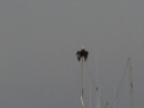 Eagle sitting on a troller pole in the fog in Sitka