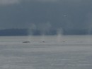 Humpback in Icy Strait