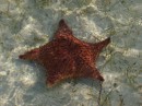 Starfish encountered while beachcombing on a sand bar