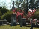Azaleas in Laurel Cemetery
