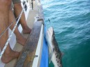 5 foot Lepard Shark