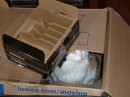 Lilly checking out the boxes I have emptied -- a great place to hide and play!