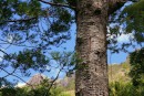 Kauri Tree... pousse uniquement en NZ et peut atteindre des dimensions gargantuesques !