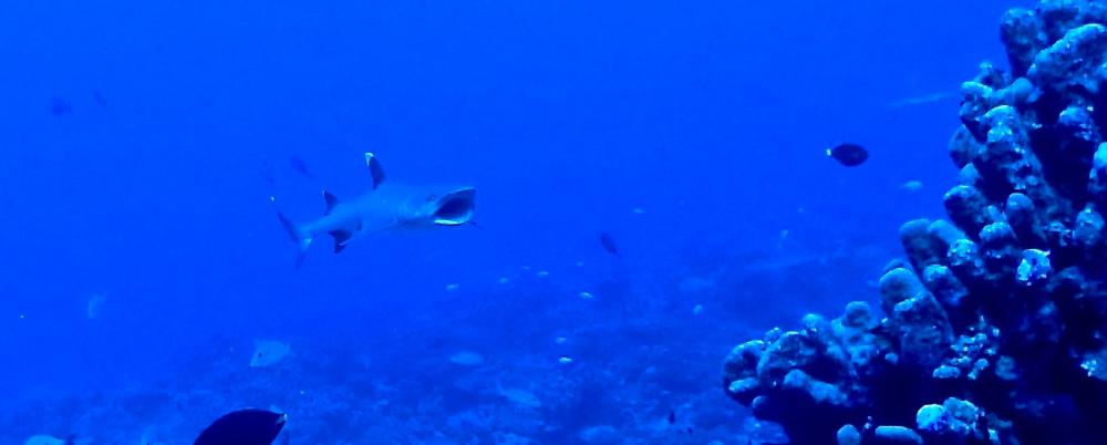 Sharks at Fakarava