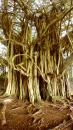 Amazing banyan trees