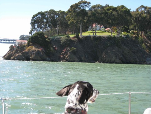 Suki takes in the view of the coast guard station on Yerba Buena Island in San Francisco Bay.