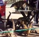 Iguazu Falls,a pack of coatis.  They will jump in your lap and take your food.