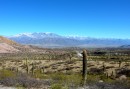 Cachi, Argentina. Snow covered mountains in the background and cacti in the foreground.