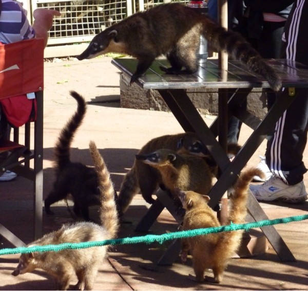 Iguazu Falls,a pack of coatis.  They will jump in your lap and take your food.