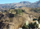 Terracing in Colca Valley