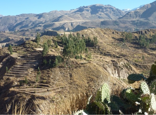 Terracing in Colca Valley
