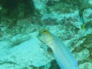 male yellow headed jaw fish with eggs in his mouth