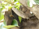 mom and baby sloth
