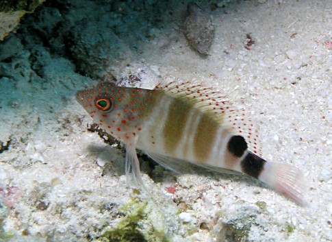 Red spotted Hawkfish