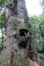 2000 year old tree