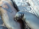 nursing baby sea lion