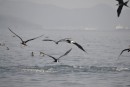 feeding frigates and gulls