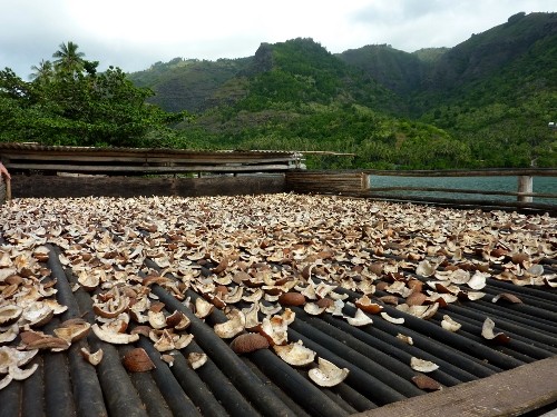 Drying copra, the meat from the center of a coconut. Waiting to be sent to Tahiti