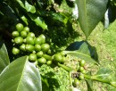 Green coffee bean.