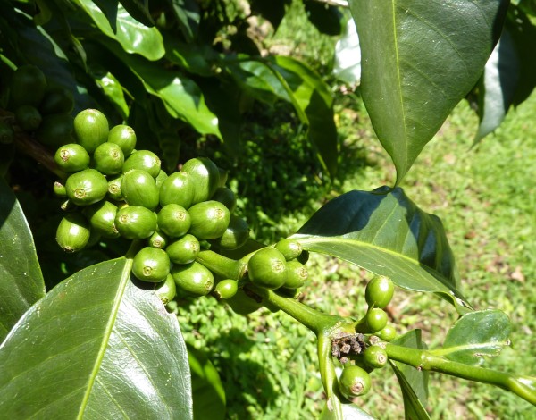 Green coffee bean.