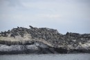 pile of marine iguanas as far as you can see