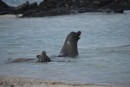 Sea lion family with big daddy patrolling the area. 