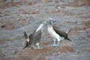 Blue footed booby mating dance.