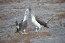 Blue footed booby mating dance.