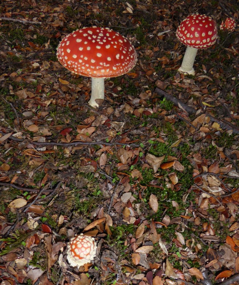 Mushrooms in Te Anau.
